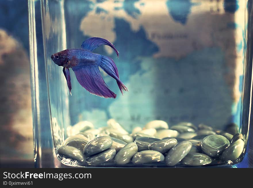 Selective Focis Photo of Blue Betta Fish