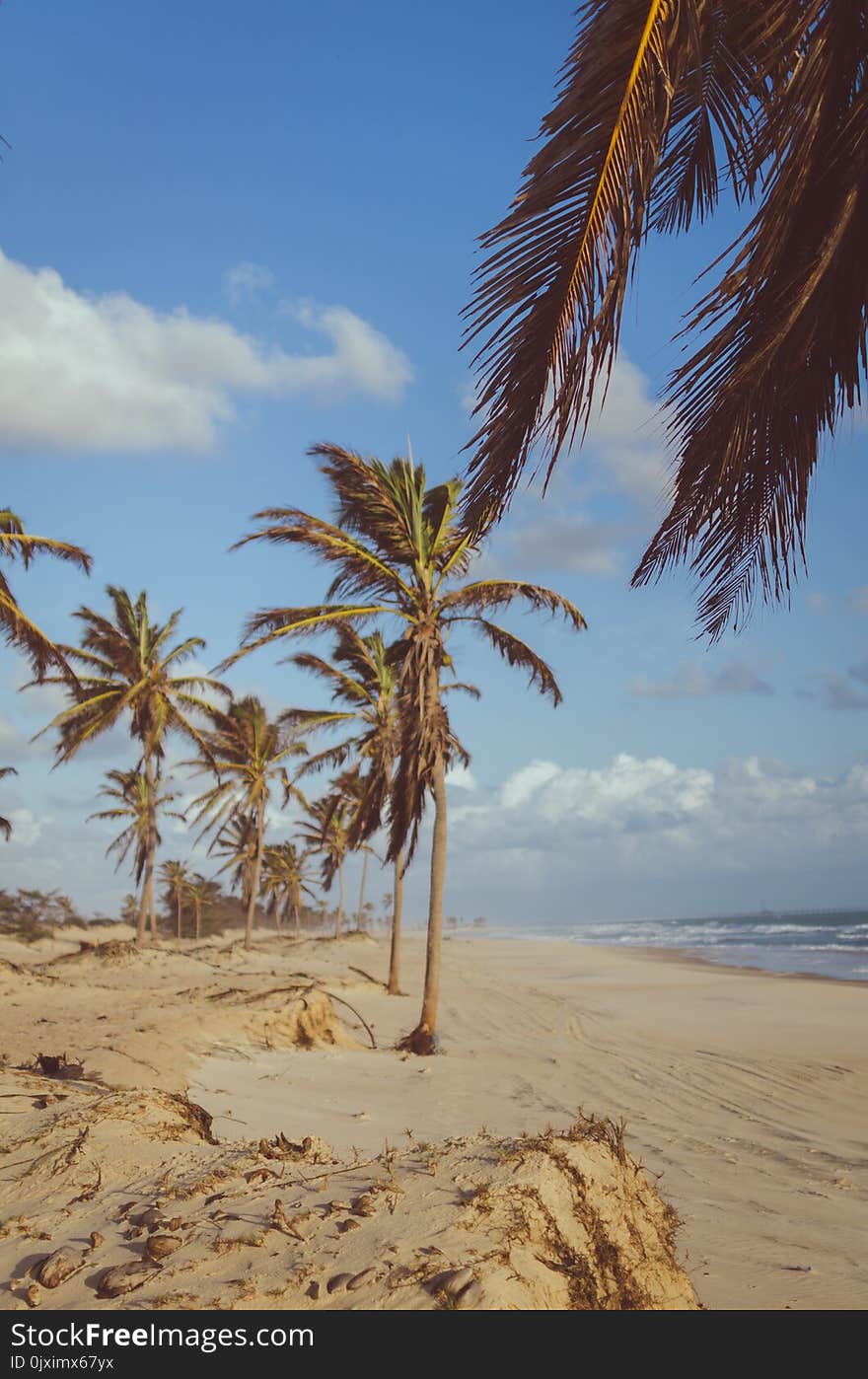 Coconut Tree Near Sea at Daytime