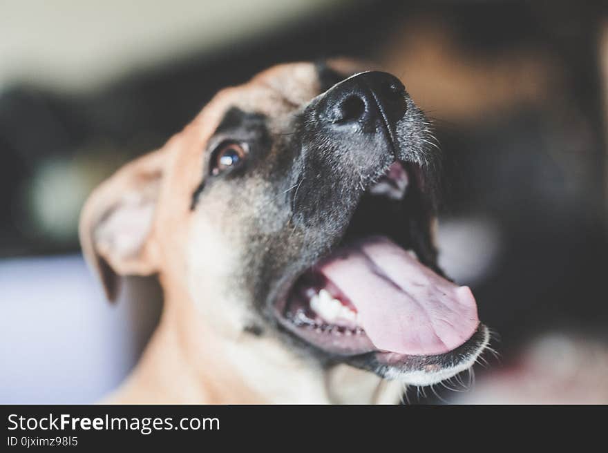 Tan and Black Dog With Mouth Wide Open