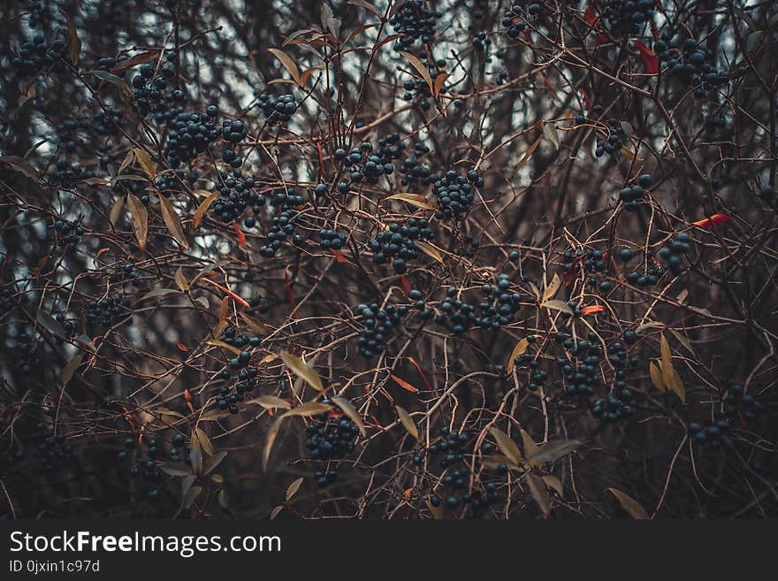 Selective Focus of Berries