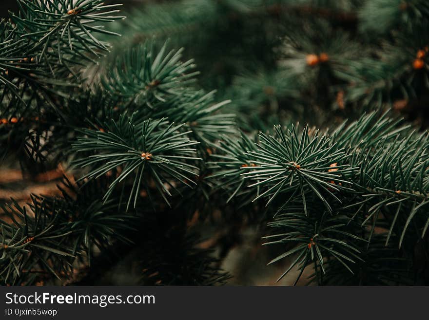 Photography of Green Pine Tree