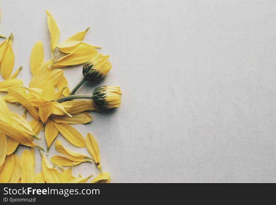 Yellow Daisy Flowers on Surface