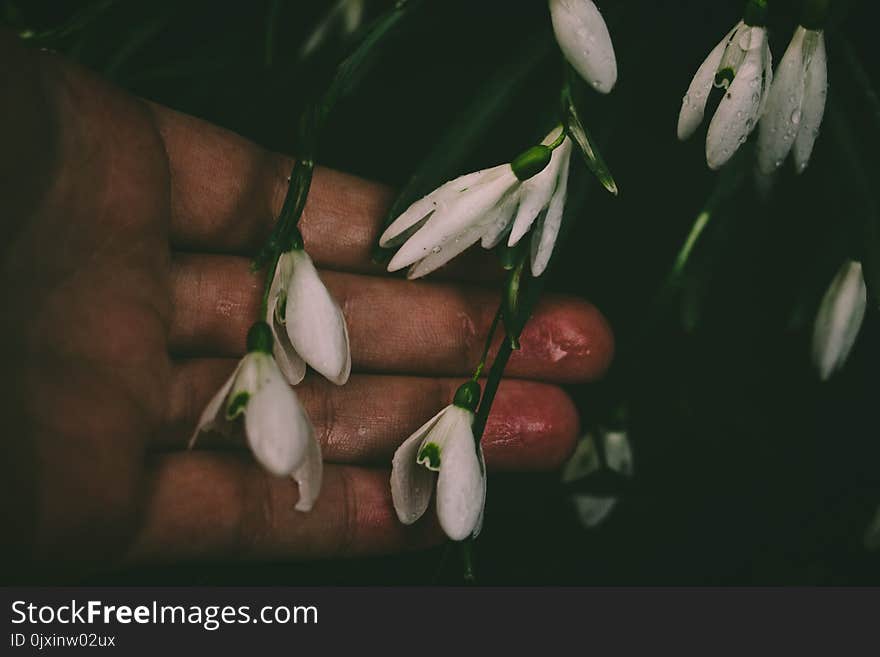 White Petaled Flower on Person&#x27;s Hand