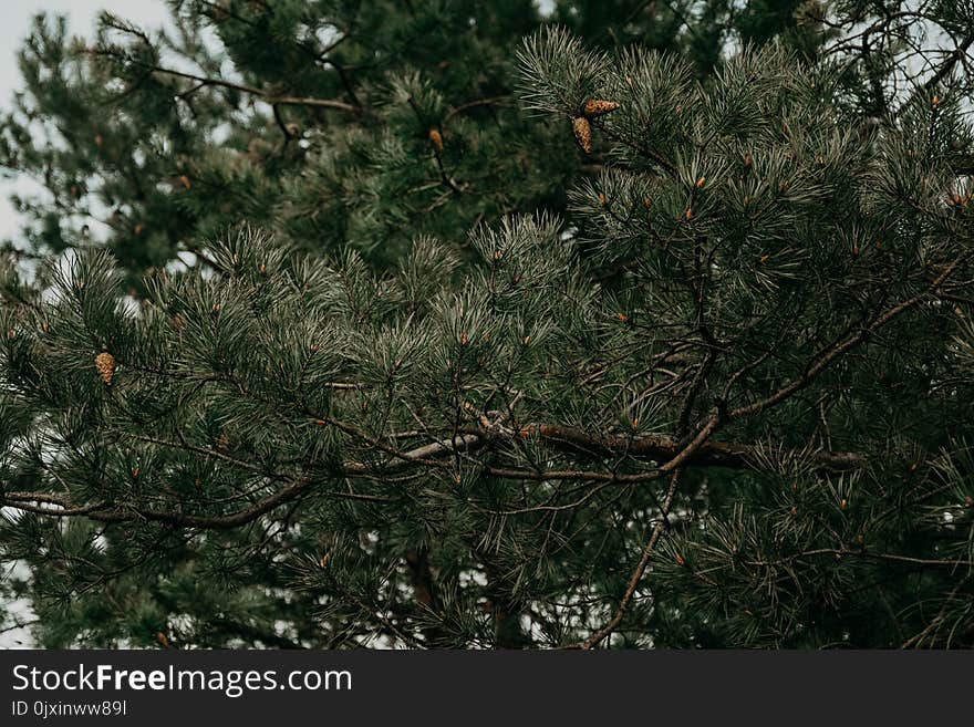 Green Leaves