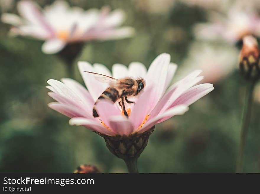 Honeybee on Pink Petaled Flower in Closeup Photo