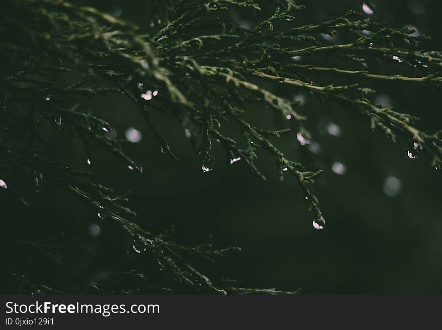 Close-up Photograph of Grass and Dew