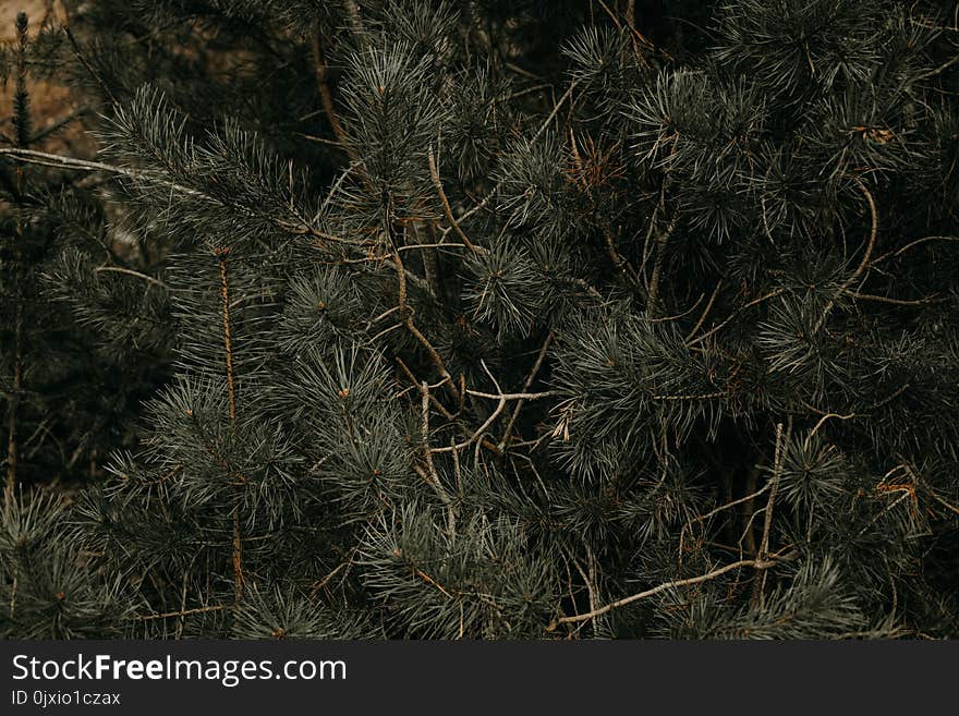 Green Leaves