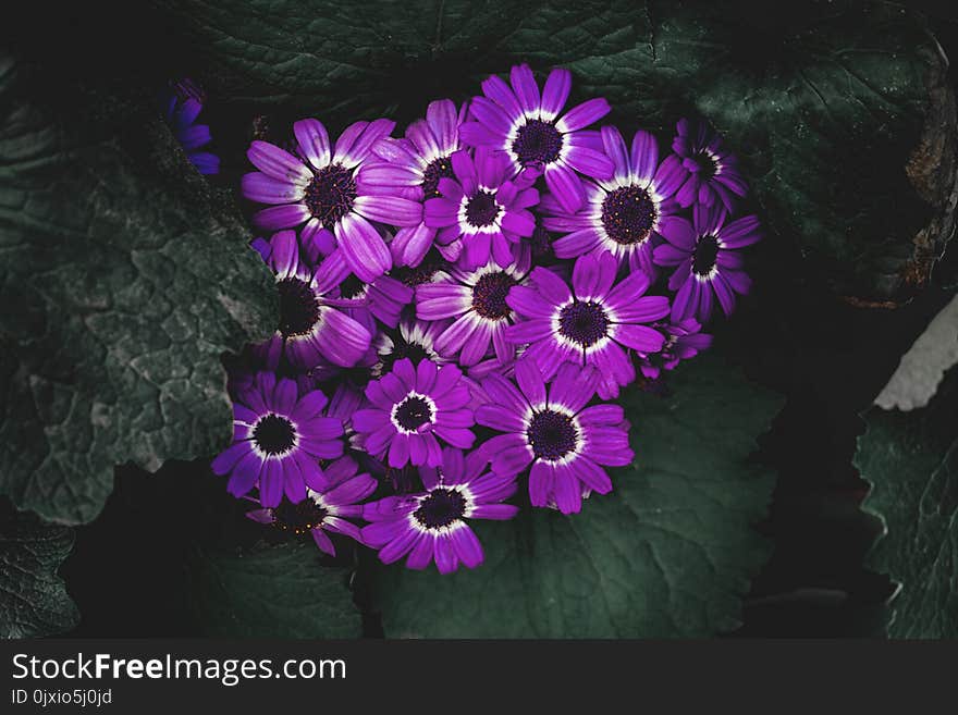 Purple Petaled Flowers