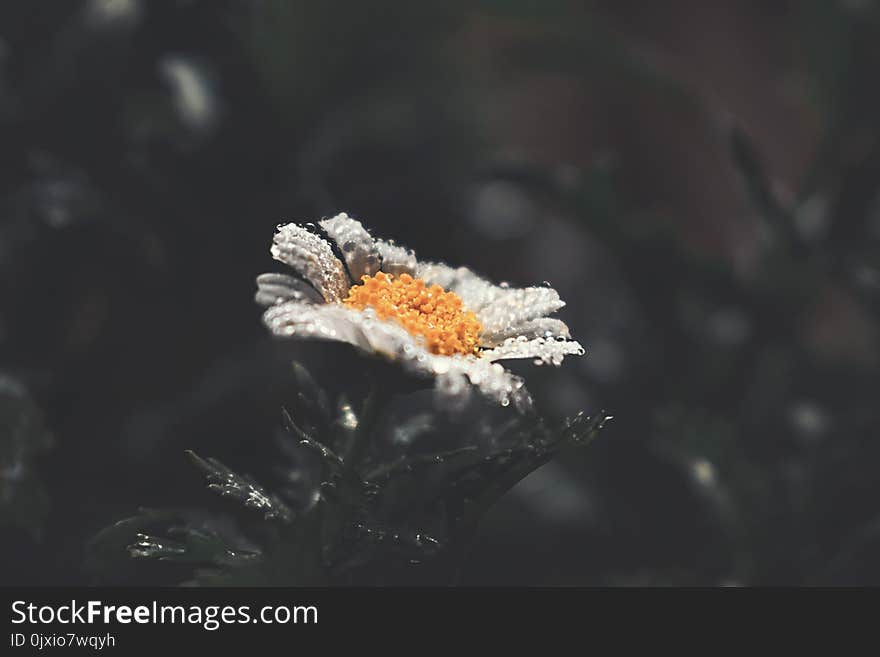 Selective Focus Photography of White Daisy Flower With Water Droplets