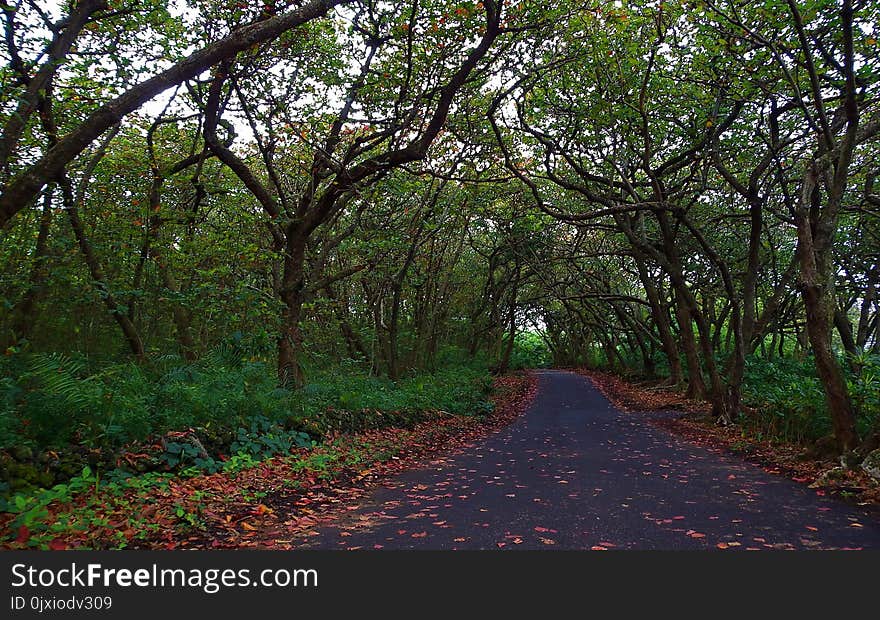 Empty Road Between Green Trees