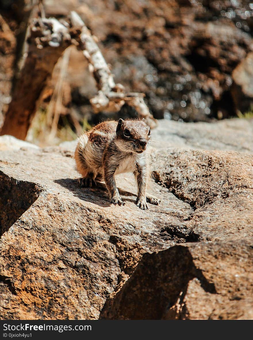 Squirrel on Rock