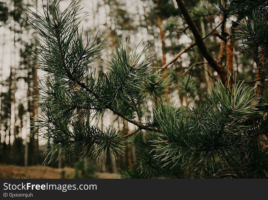 Shallow Focus Photography of Green Leafed Plant