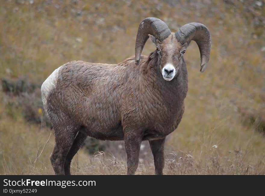 Horn, Argali, Terrestrial Animal, Goat Antelope