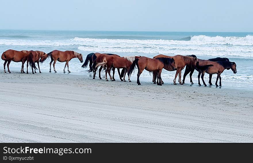 Horse, Horse Like Mammal, Mare, Mustang Horse