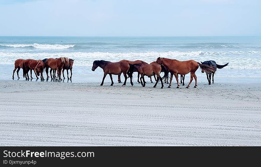 Horse, Horse Like Mammal, Ecosystem, Herd