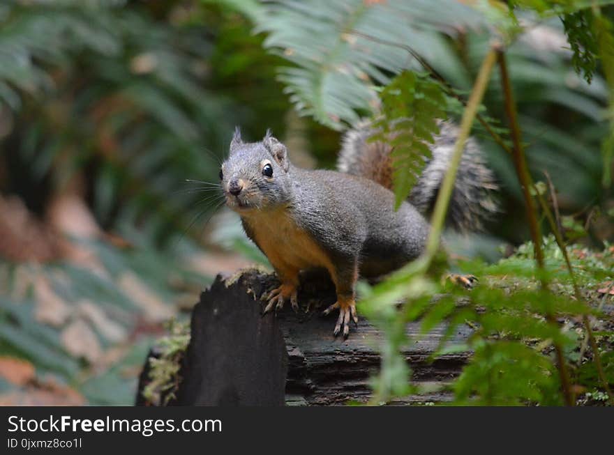 Squirrel, Fauna, Mammal, Fox Squirrel