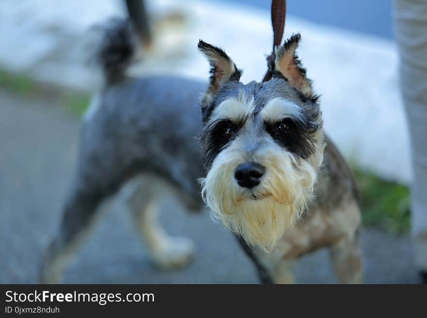 Dog, Dog Like Mammal, Dog Breed, Miniature Schnauzer