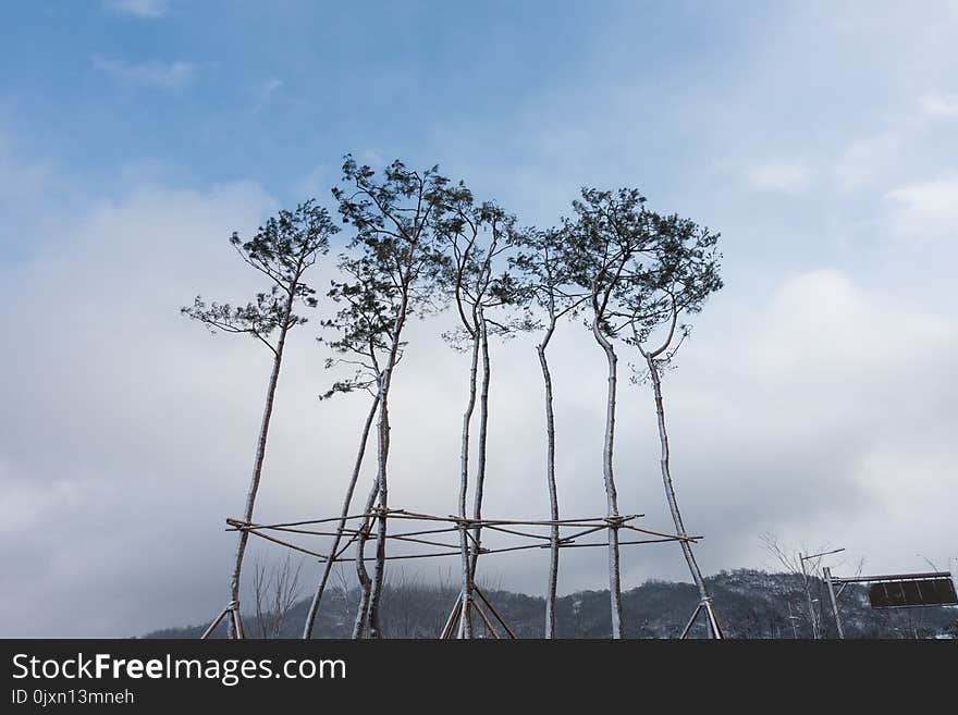 Tree, Sky, Woody Plant, Cloud