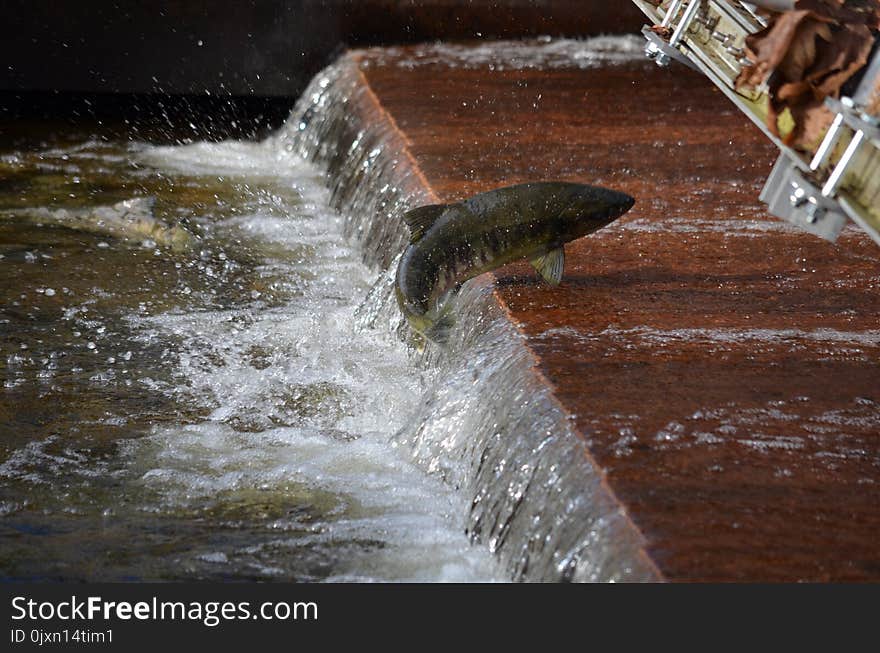 Water, Water Resources, Water Feature, River