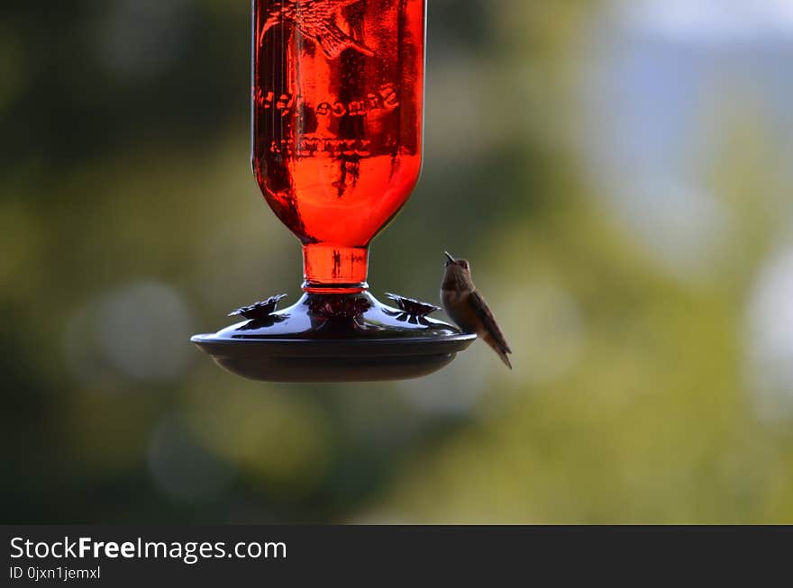 Wine Glass, Bird, Stemware, Glass