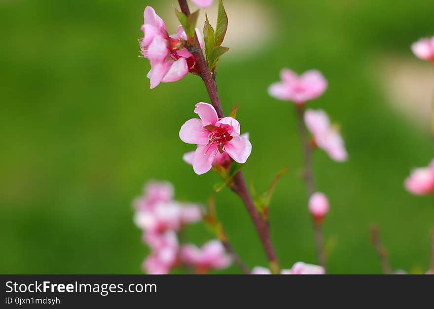 Pink, Blossom, Flower, Branch