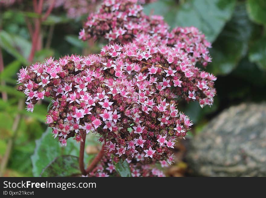 Plant, Flower, Flora, Flowering Plant