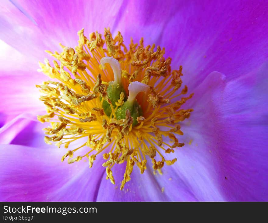 Flower, Yellow, Pollen, Close Up