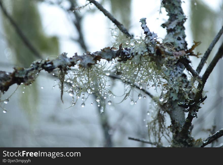 Branch, Frost, Tree, Freezing