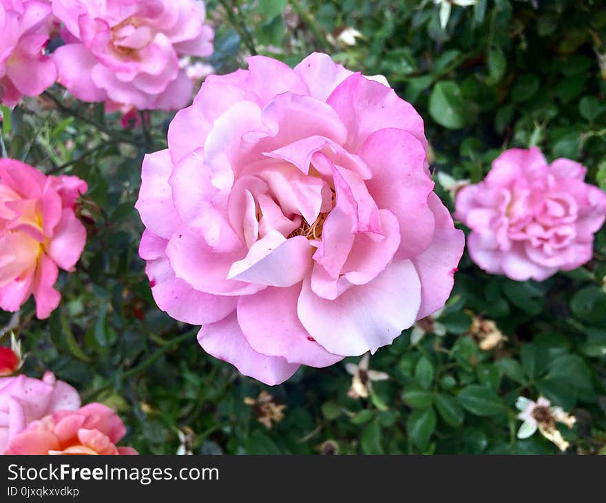 Rose, Flower, Rose Family, Pink