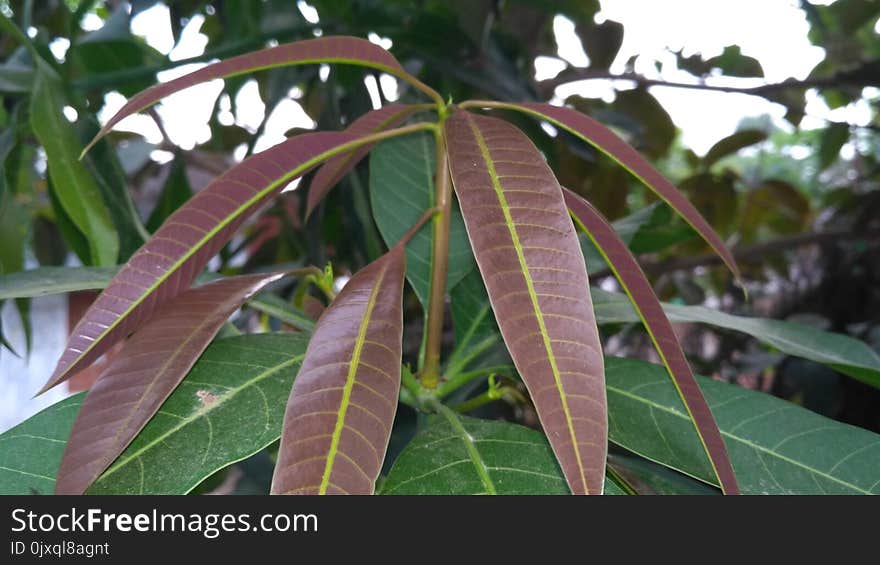 Plant, Leaf, Flora, Plant Stem