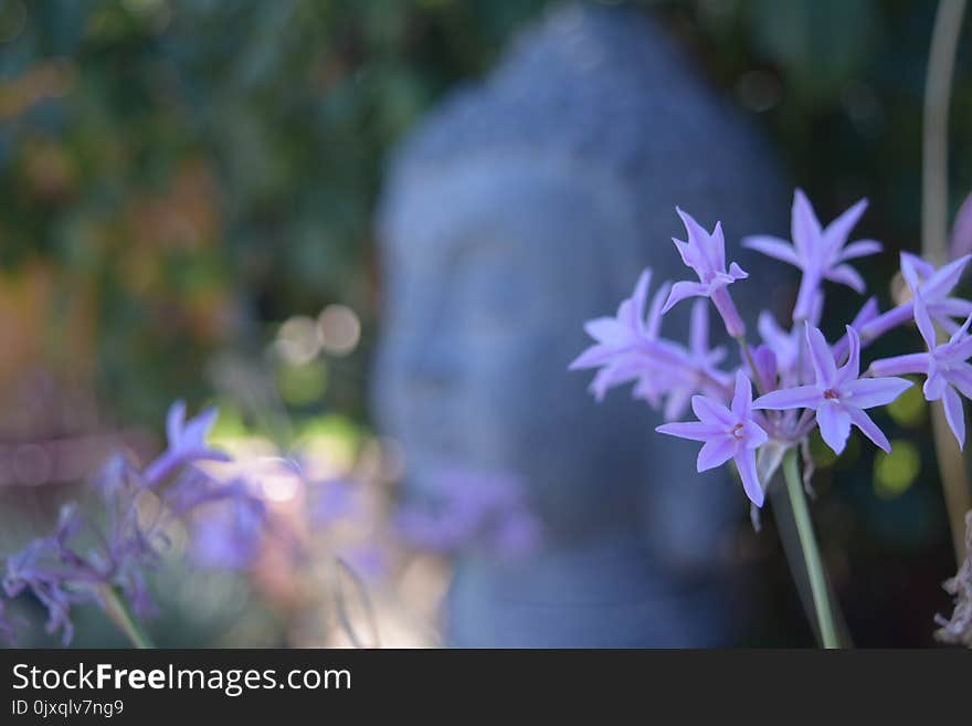 Flower, Plant, Purple, Flora