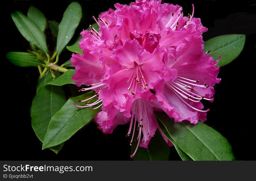 Flower, Plant, Pink, Woody Plant