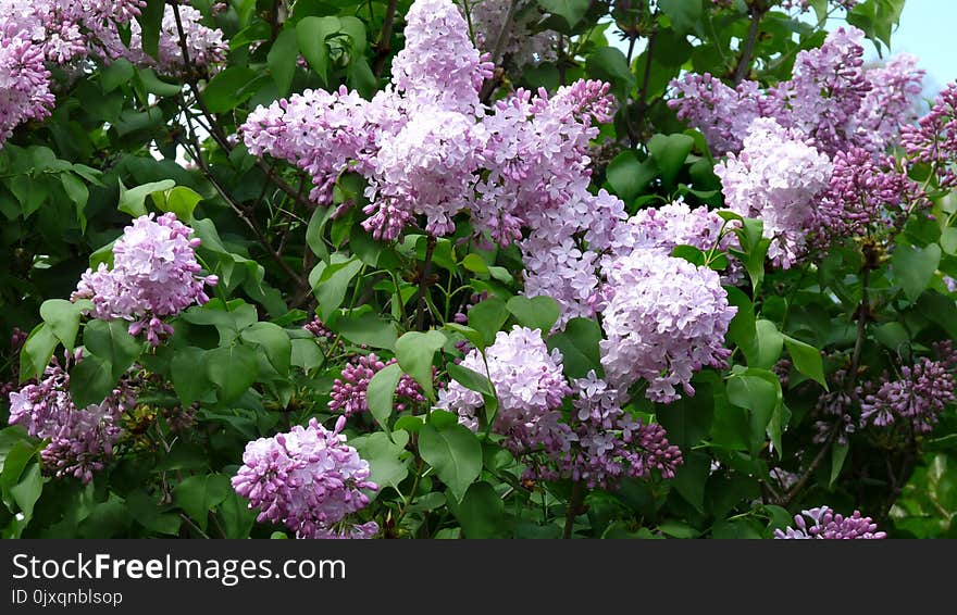 Flower, Plant, Lilac, Flowering Plant