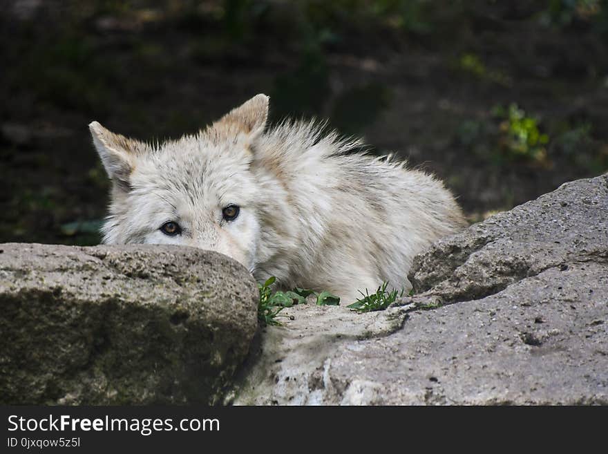 Wildlife, Fauna, Wolf, Canis Lupus Tundrarum