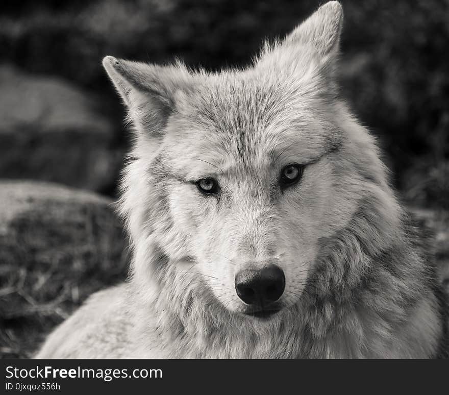 Wildlife, Wolf, Black And White, Fauna