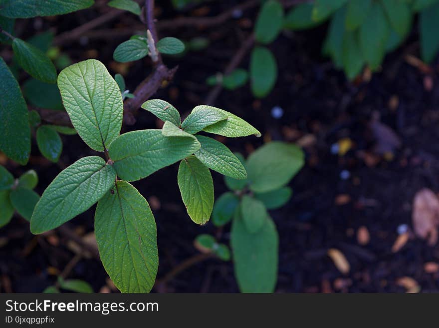 Plant, Leaf, Flora, Subshrub