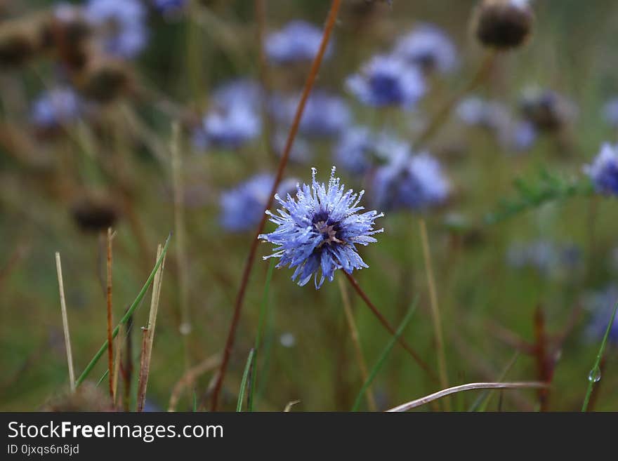 Flora, Flower, Plant, Spring