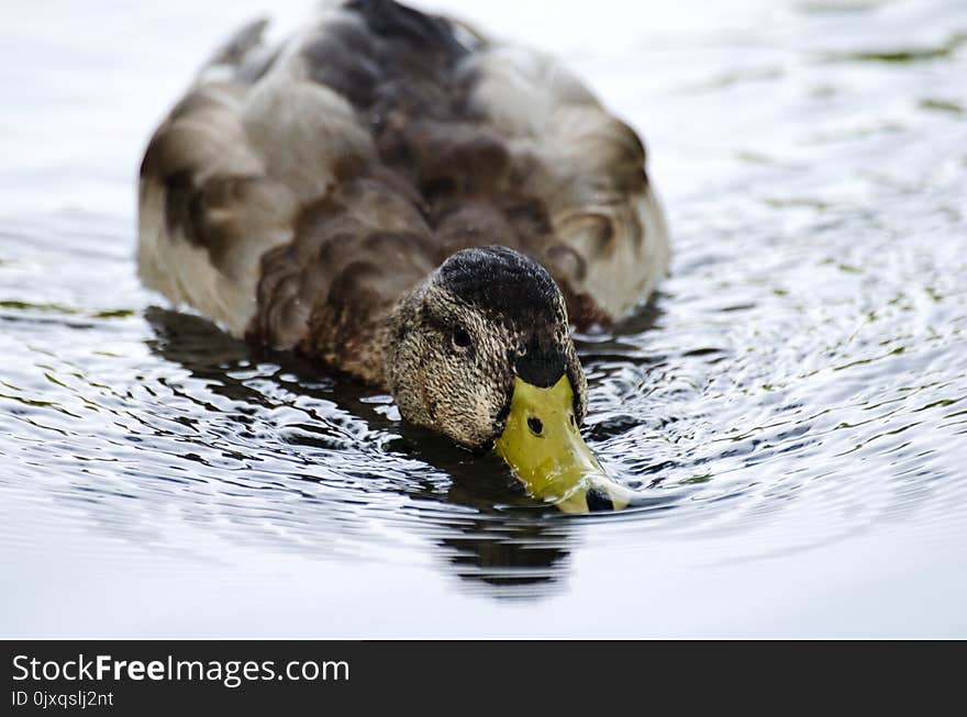 Duck, Bird, Water Bird, Fauna