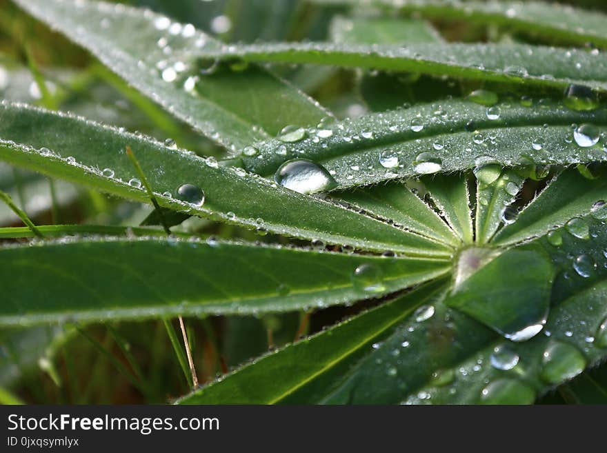 Water, Dew, Leaf, Moisture