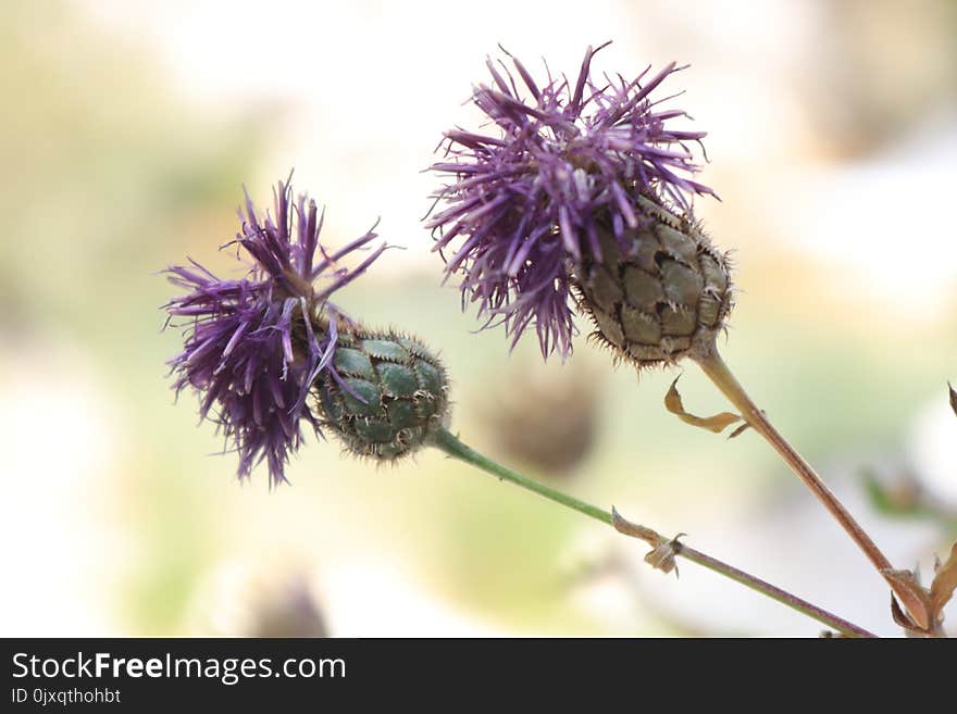 Flora, Thistle, Flower, Purple