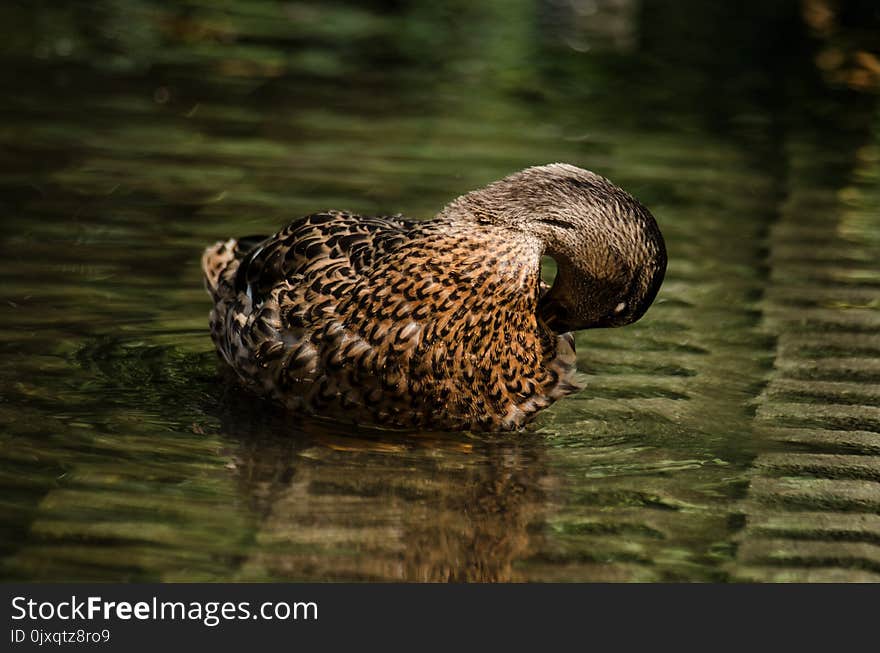 Duck, Fauna, Beak, Bird