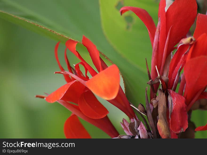 Flower, Flora, Plant, Canna Family