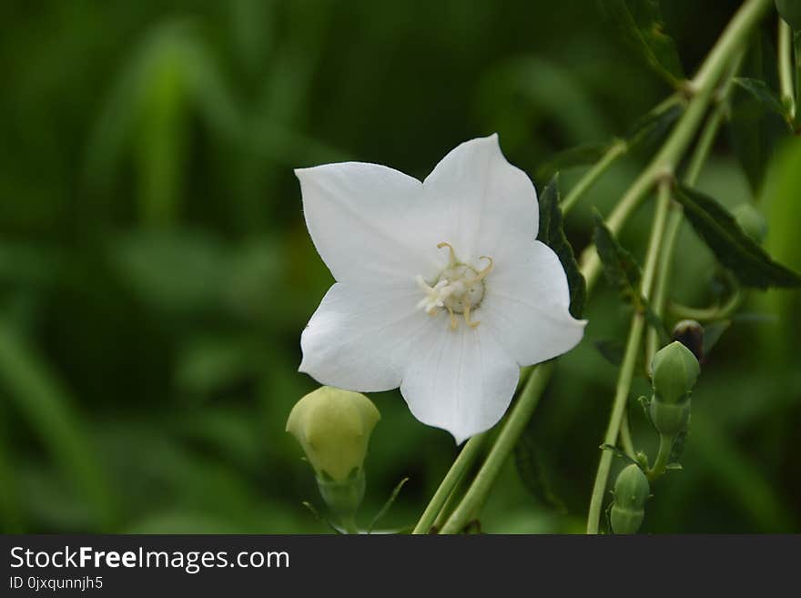 Flower, Plant, Wildflower, Petal