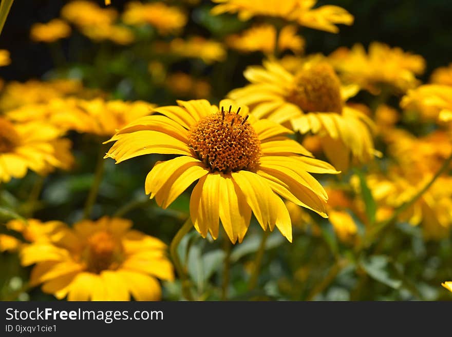 Flower, Yellow, Coneflower, Flora