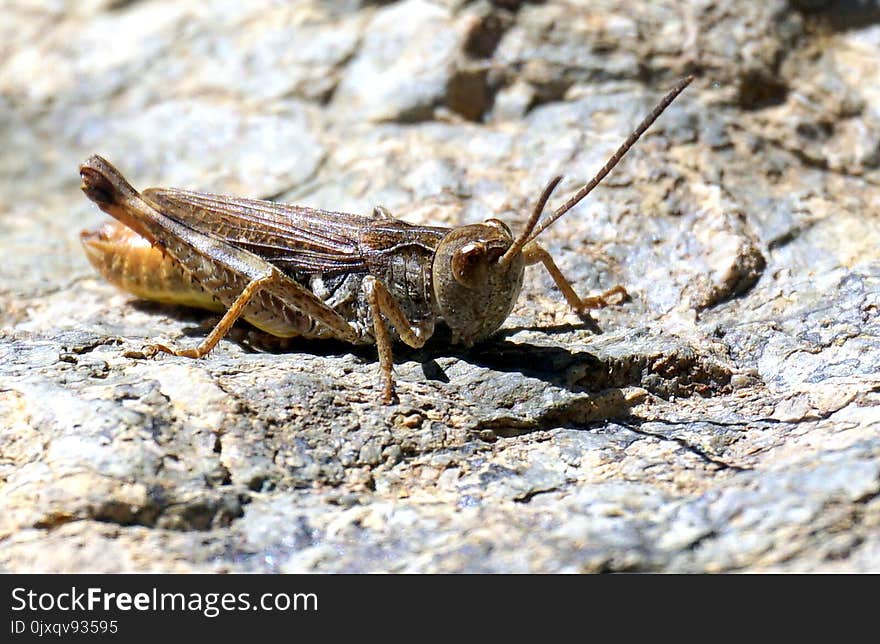 Insect, Grasshopper, Cricket Like Insect, Invertebrate