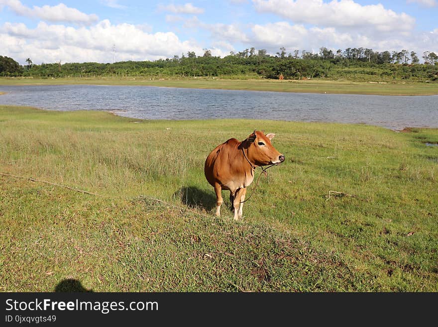 Grassland, Pasture, Ecosystem, Nature Reserve