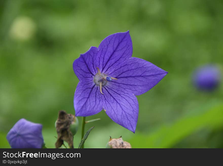 Flower, Flora, Plant, Wildflower