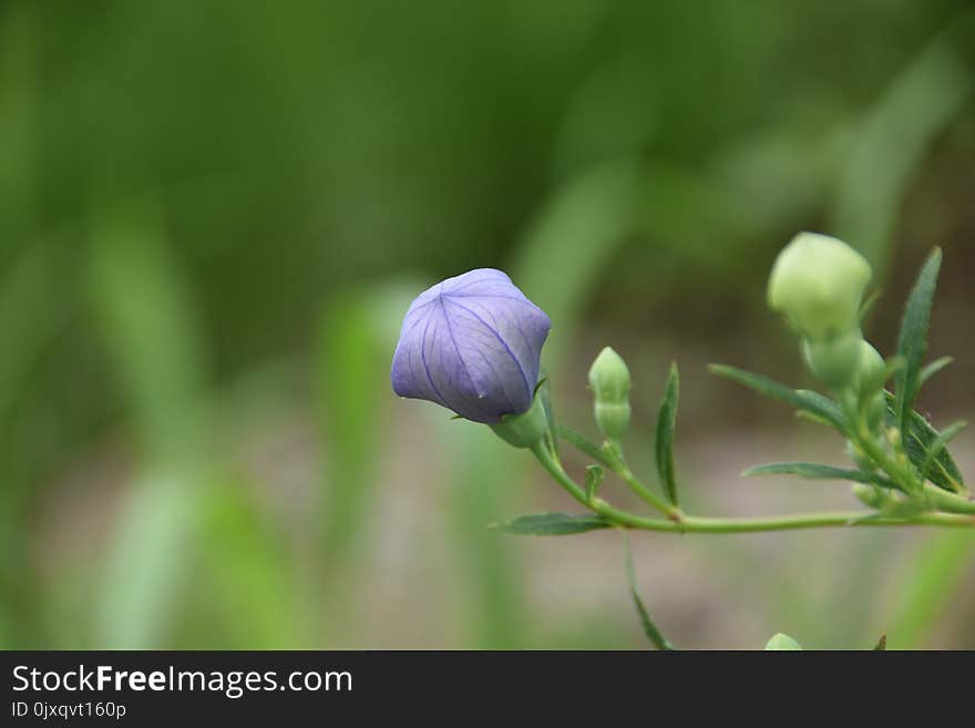 Plant, Flora, Flower, Close Up