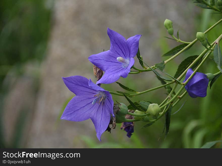 Flower, Flora, Plant, Bellflower Family