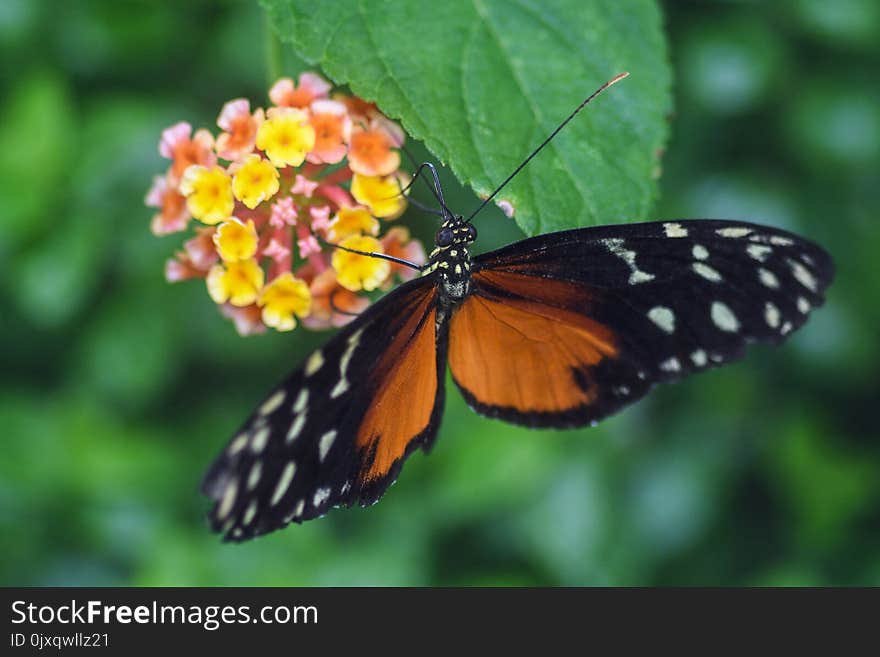 Butterfly, Moths And Butterflies, Insect, Brush Footed Butterfly